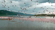 Die Kenianischen Seen entlang des Grabenbruchs sind reich an Flamingos.