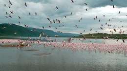 Die Kenianischen Seen entlang des Grabenbruchs sind reich an Flamingos.