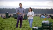 Arne Jessen und Vanessa Kossen bei der Erdbeerernte