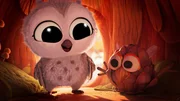 Baby Owl