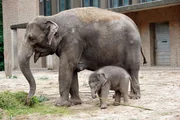 Im Zoo ist Elefanten-Dame Pang Pha zum vierten Mal Mutter geworden! Schon wenige Tage nach der Geburt darf Tochter Anchali mit auf die gro&szlig;e Au&szlig;enanlage.