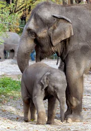 Erste Spielstunde von Koraya, dem acht Tage alten asiatischen Elefantenm&auml;dchen.