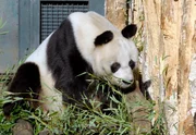 ARD/rbb PANDA, GORILLA & CO., TEIL 133, "Geschichten aus dem Zoo Berlin und dem Tierpark Berlin", Bao Bao, der mit 31 Jahren &auml;lteste Pandab&auml;r der Welt