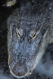 Igi, das Stumpfkrokodil, ist drei Jahre alt geworden. H&ouml;chste Zeit, den seltenen Zuchterfolg unter die Lupe zu nehmen. Messen, Wiegen wird bei dem wendigen Igi zu einer heiklen Sache. Da hei&szlig;t es Achtung f&uuml;r die Pfleger und ihre Finger.