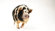 Portr&auml;t eines schwarz-wei&szlig; gefleckten Kune Kune Schweins   Die Verwendung des sendungsbezogenen Materials ist nur mit dem Hinweis und Verlinkung auf TVNOW gestattet.