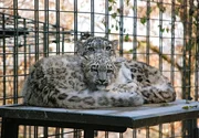 Der kleiner Schneeleopard Lola kuschelt am liebsten mit seiner Mutter.