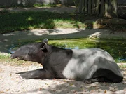 Tapir Thai g&ouml;nnt sich ein Bad in der morgentlichen Sonne.