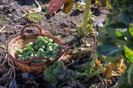 Gartenarbeit mit Anna Vill