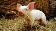 Ihre weltweite Verbreitung ist nicht zuletzt der F&auml;higkeit der Schweine zu verdanken, sich an widrige Lebensr&auml;ume anzupassen. Zu ihren Hauptwaffen im &Uuml;berlebenskampf geh&ouml;rt ein ph&auml;nomenaler Geruchssinn.