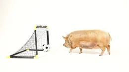 Studioaufnahme: Ein Kune Kune Schwein spielt den Fu&szlig;ball ins Tor.  Die Verwendung des sendungsbezogenen Materials ist nur mit dem Hinweis und Verlinkung auf TVNOW gestattet.; Studioaufnahme: Ein Kune Kune Schwein spielt den Fu&szlig;ball ins Tor.  Die Verwendung des sendungsbezogenen Materials ist nur mit dem Hinweis und Verlinkung auf TVNOW gestattet.