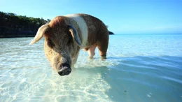 Schlaue Sch&ouml;ngeister mit &uuml;berraschenden Geheimwaffen: Entgegen ihrem Ruf faul und dreckig zu sein, entpuppen sich die Schweine in aller Welt als &uuml;berraschend vielf&auml;ltig und weit mehr als nur "Schnitzel auf vier Beinen".  Die Verwendung des sendungsbezogenen Materials ist nur mit dem Hinweis und Verlinkung auf TVNOW gestattet.