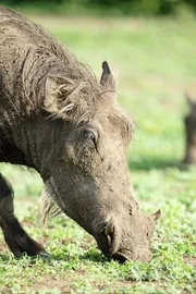 Warzenschwein beim Grasen. Die Verwendung des sendungsbezogenen Materials ist nur mit dem Hinweis und Verlinkung auf TVNOW gestattet.