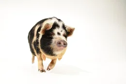 Portr&auml;t eines schwarz-wei&szlig; gefleckten Kune Kune Schweins
