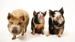Drei Kune Kune Schweine.  Die Verwendung des sendungsbezogenen Materials ist nur mit dem Hinweis und Verlinkung auf TVNOW gestattet.; Drei Kune Kune Schweine.  Die Verwendung des sendungsbezogenen Materials ist nur mit dem Hinweis und Verlinkung auf TVNOW gestattet.