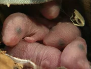 Die kleinen M&auml;usebabys m&uuml;ssen besch&uuml;tzt werden.
