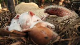 Bahamaschwein-Ferkel zusammengekuschelt im Nest.  Die Verwendung des sendungsbezogenen Materials ist nur mit dem Hinweis und Verlinkung auf TVNOW gestattet.