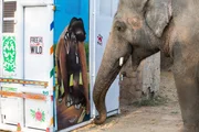 Neugierig untersucht Kaavan die riesige Transportbox &ndash; in einer &auml;hnlichen Box wird er seine Ausreise nach Kambodscha erleben.
