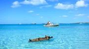 Die verwilderten Bahamaschweine sind eine Touristenattraktion.  Die Verwendung des sendungsbezogenen Materials ist nur mit dem Hinweis und Verlinkung auf TVNOW gestattet.