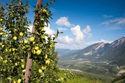 Apfelgarten mit Blick ins Tal