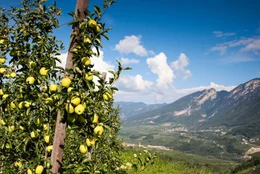 Apfelgarten mit Blick ins Tal