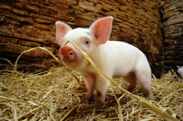 Ein Ferkel der britischen Rasse &bdquo;Gloucester Old-Spot&ldquo;