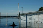 Es ist Sommer in Arkansas und an den Seen der Ozark-Berge die H&ouml;lle los. Molly, Harrison und ihre Eltern Rick und Diane suchen zwar dringend Entspannung, doch als auf einmal eine Rotte killender Bullenhaie das Wasser erobert, ist es erstmal aus mit der herrlichen Ruhe. Auch an Land ist keiner mehr sicher.