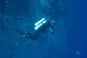 Steve Backshall taucht vor der Küste von Mexiko. Steve Backshall taucht vor der Küste von Mexiko.