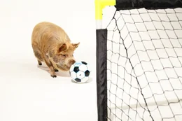 Studioaufnahme: Ein Kune Kune Schwein spielt den Fu&szlig;ball ins Tor.