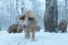 Mangalitza Mutter mit Jungtier, schon die Kleinen sind dank dicker Wolle gut isoliert gegen sibirische K&auml;lte.