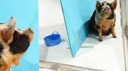 Kune Kune Schwein w&auml;hrend eines Spiegel-Experimentes.   Die Verwendung des sendungsbezogenen Materials ist nur mit dem Hinweis und Verlinkung auf TVNOW gestattet.