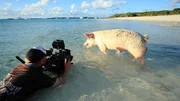 Kameramann Duncan Brake w&auml;hrend der Dreharbeiten mit einem Bahamaschwein.  Die Verwendung des sendungsbezogenen Materials ist nur mit dem Hinweis und Verlinkung auf TVNOW gestattet.