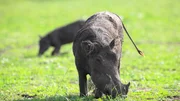 Warzenschwein beim Grasen - um das Gras besser zu erreichen, beugen die Tiere ihr Handgelenk und schieben sich so voran.   Die Verwendung des sendungsbezogenen Materials ist nur mit dem Hinweis und Verlinkung auf TVNOW gestattet.
