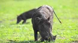 Warzenschwein beim Grasen - um das Gras besser zu erreichen, beugen die Tiere ihr Handgelenk und schieben sich so voran.   Die Verwendung des sendungsbezogenen Materials ist nur mit dem Hinweis und Verlinkung auf TVNOW gestattet.