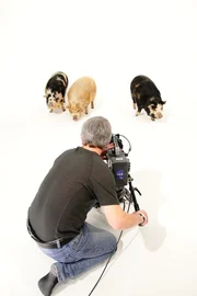 Drei Kune Kune Schweine und Kameramann Graham Horder im Studio. Die Verwendung des sendungsbezogenen Materials ist nur mit dem Hinweis und Verlinkung auf TVNOW gestattet.