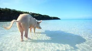 Bahamaschwein im t&uuml;rkisblauen Wasser.  Die Verwendung des sendungsbezogenen Materials ist nur mit dem Hinweis und Verlinkung auf TVNOW gestattet.