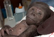 Affenbaby Monza wird zum ersten Mal der &Ouml;ffentlichkeit vorgef&uuml;hrt.