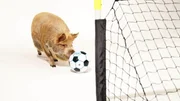 Studioaufnahme: Ein Kune Kune Schwein spielt den Fu&szlig;ball ins Tor.  Die Verwendung des sendungsbezogenen Materials ist nur mit dem Hinweis und Verlinkung auf TVNOW gestattet.