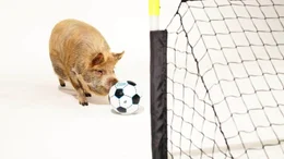 Studioaufnahme: Ein Kune Kune Schwein spielt den Fu&szlig;ball ins Tor.  Die Verwendung des sendungsbezogenen Materials ist nur mit dem Hinweis und Verlinkung auf TVNOW gestattet.
