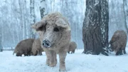 Mangalitza Schweinerotte im verschneiten Wald.  Die Verwendung des sendungsbezogenen Materials ist nur mit dem Hinweis und Verlinkung auf TVNOW gestattet.