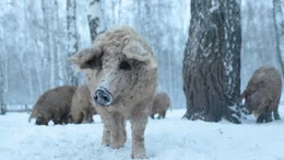 Mangalitza Schweinerotte im verschneiten Wald.  Die Verwendung des sendungsbezogenen Materials ist nur mit dem Hinweis und Verlinkung auf TVNOW gestattet.