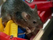 Die Jungen der Maus sind inzwischen ganz sch&ouml;n gro&szlig; geworden und erkunden neugierig die Scheune.