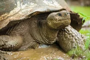 Ein Bad im Schlamm bringt der Riesenschildkr&ouml;te Abk&uuml;hlung und hilft ihr l&auml;stige Parasiten loszuwerden.