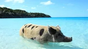 Ob in den eisigen Weiten Sibiriens oder in den t&uuml;rkisblauen Buchten der Bahamas  -Schweine sind &uuml;berall zu finden. Sie sind intelligent, wach und &auml;u&szlig;erst anpassungsf&auml;hig.