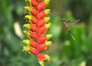 Ein Zimtroter Schattenkolibri im Anflug auf eine Helikonie
