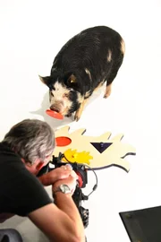 Kune Kune Schwein mit Puzzle und Kameramann Graham Horder im Studio. Die Verwendung des sendungsbezogenen Materials ist nur mit dem Hinweis und Verlinkung auf TVNOW gestattet.