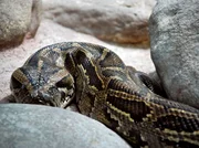 Tigerpython Monika l&auml;sst ihre H&uuml;llen fallen - Eisb&auml;r, Affe & Co. zeigt die H&auml;utung der Schlange.