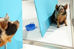 Seine Schl&auml;ue beweist dieses Kune Kune Schwein w&auml;hrend eines Spiegel-Experimentes.