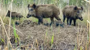 Wildschweine sind sehr beh&uuml;tende M&uuml;tter.