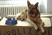 An der Seite seines neuen Herrchens, dem r&ouml;mischen Commissario Lorenzo Fabbri alias Kaspar Capparoni, sp&uuml;rt Rex, der ber&uuml;hmteste Polizeihund der Welt, wieder Serienm&ouml;rder und Verbrecher auf.