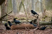 Kolkraben sind ein wichtiger Teil des Netzwerks der Tiere im Wald. Sie ern&auml;hren sich unter anderem von Aas.
